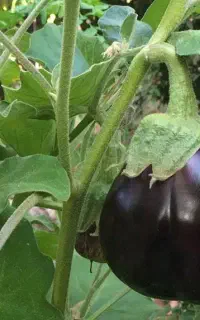 بادجون محلی دلمه ای