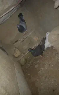 کفتر