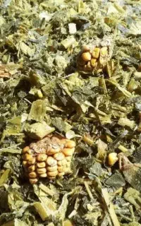 ذرت علوفه فله و بسته بندی کارخانه