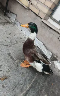 پرنده