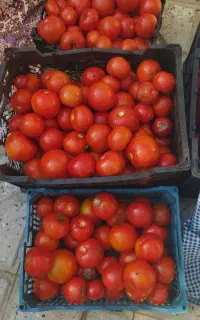 گرجه ربی کیلو20هزار تومان
