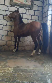 اسب نریان