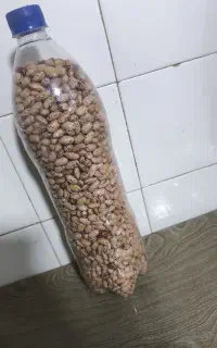 لوبیا چیتی محلی به فروش می‌رسد