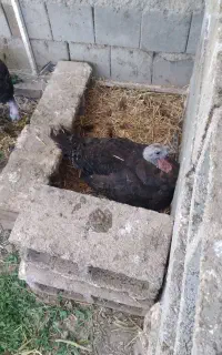 بوقلمون ماده کرچ