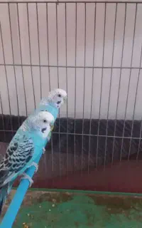 یک جفت مرغ عشق زیبا