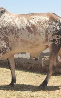 فروش گاو