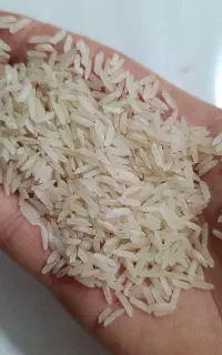 برنج ایرانی فجر