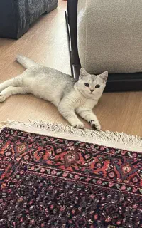 گربه پرشین اسکاتیش ۵ماه