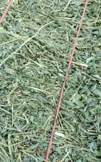 یونجه کاه درجه یک