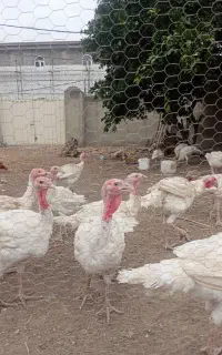 بوقلمون ‌بیوتی