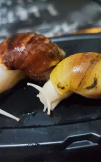 فروش حلزون تعداد محدود
