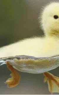 جوجه اردک