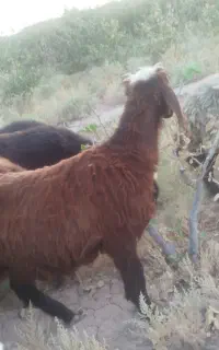 بره نر شیشک