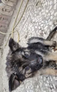 سگ ژرمن
