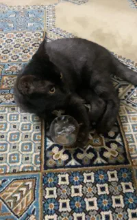 گربه