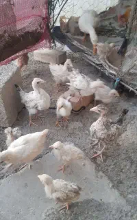 ۱۰ جوجه محلی با مرغ