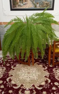 گل سرخس