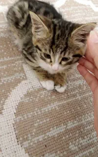 بچه گربه