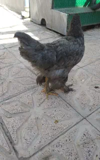 مرغ وخروس