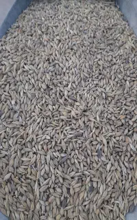 جو محلی