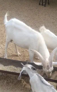 فروش پازن سانن
