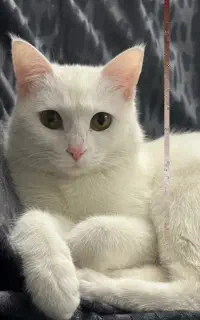 واگذاری گربه ماده
