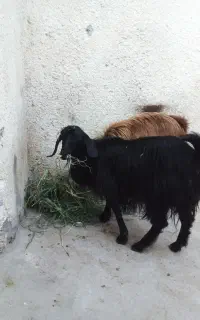 دوعدد بز سر حال