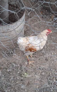 خروس معاوظه با مرغ