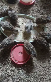 بلدرچین بالغ