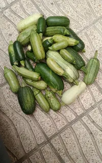 کدوهای تازه چیده شده از باغ دیم و تازه