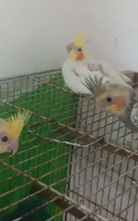 جوجه عروس هلندی