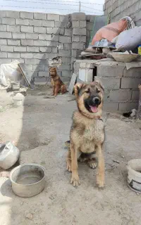 سگ آلابای