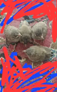 مرغ