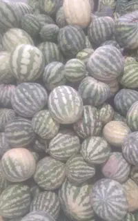 هندوانه گوسفندی سالم