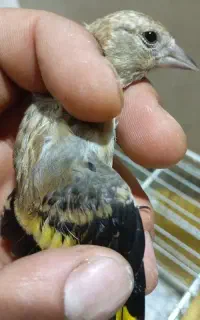 سهره نر عطیقه