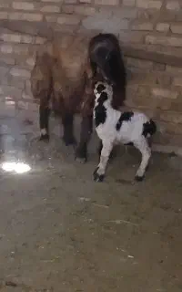 گوسفند