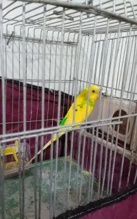 مرغ عشق مولد
