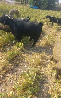دوبر سیاه