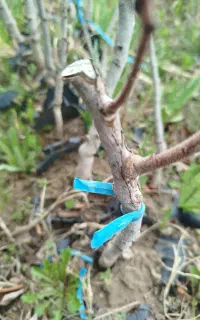 صنوبر نیگرا ترکیه و کبوده