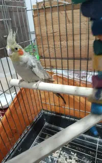 عروس هلندی بالغ