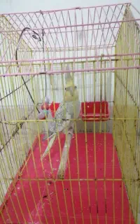 عروس هلندی
