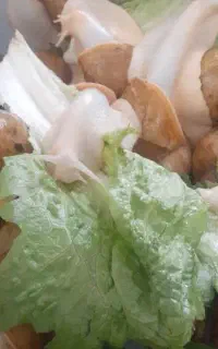 حلزون دراراک وجوجه حلزون