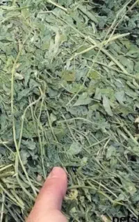 یونچه دم