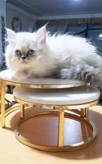 گربه نر