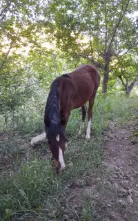 اسب نریان