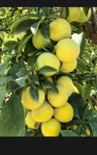 آلوقطره طلا درشت