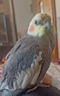 گمشده