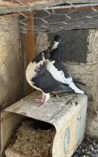 کبوتر شهری
