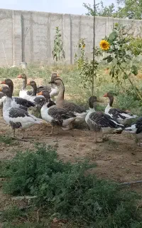 غاز  نر ماده تکی یا یک جا