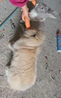 خرگوش لوپ و معمولی